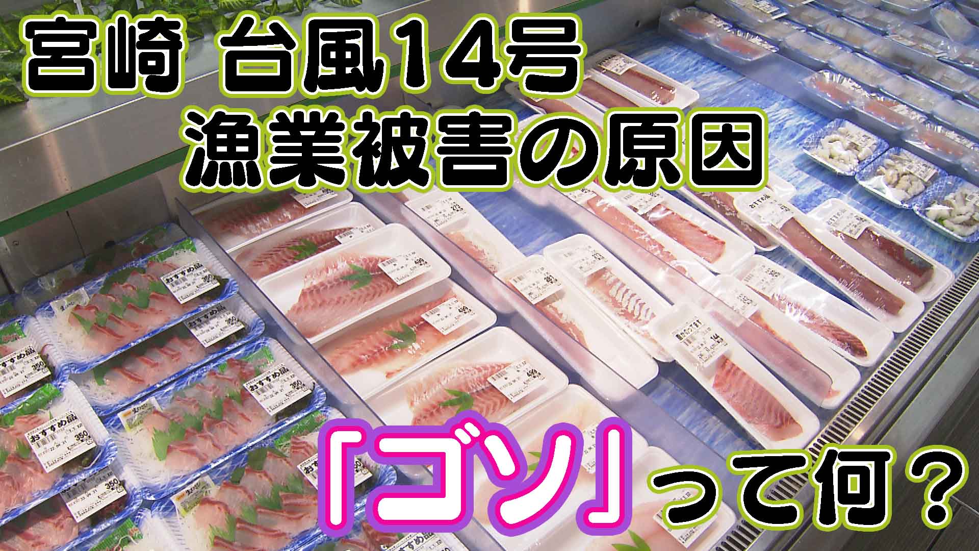 宮崎 台風14号 漁業への被害 原因は「ゴソ」！？