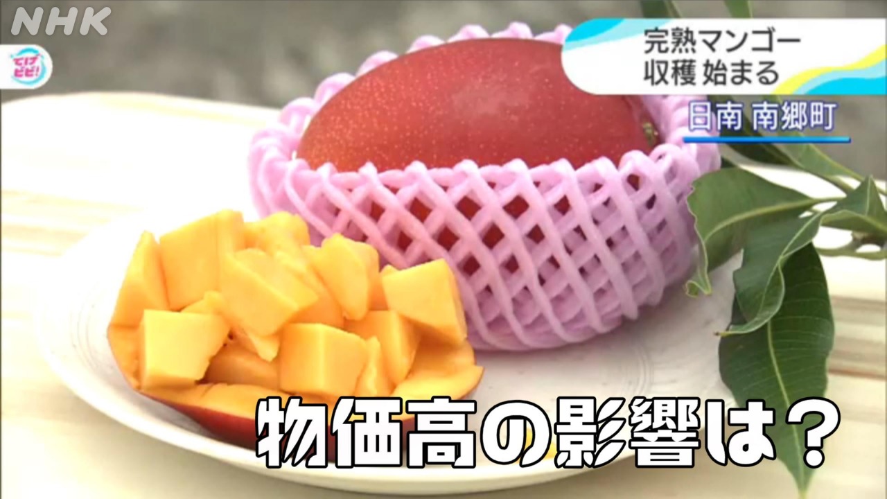 宮崎名物「完熟マンゴー」太陽のタマゴ 物価高の影響は？ | NHK