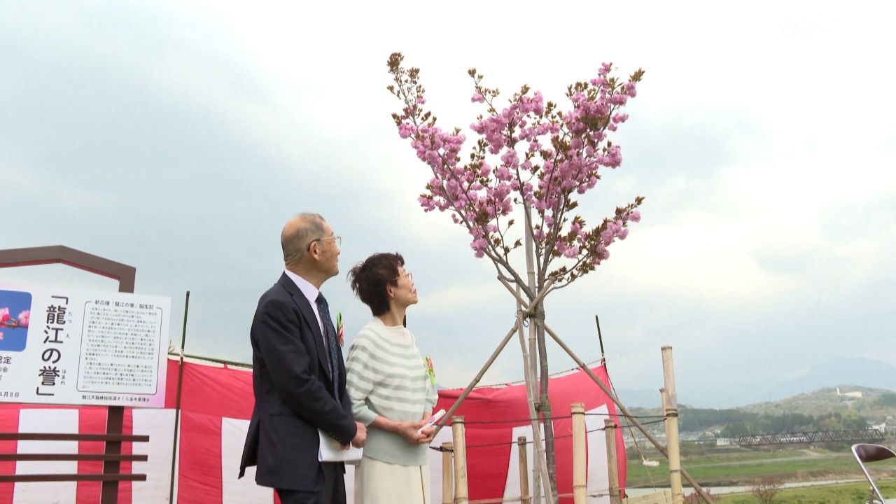 桜を愛して５０年！ 新品種“龍江の誉”誕生の物語