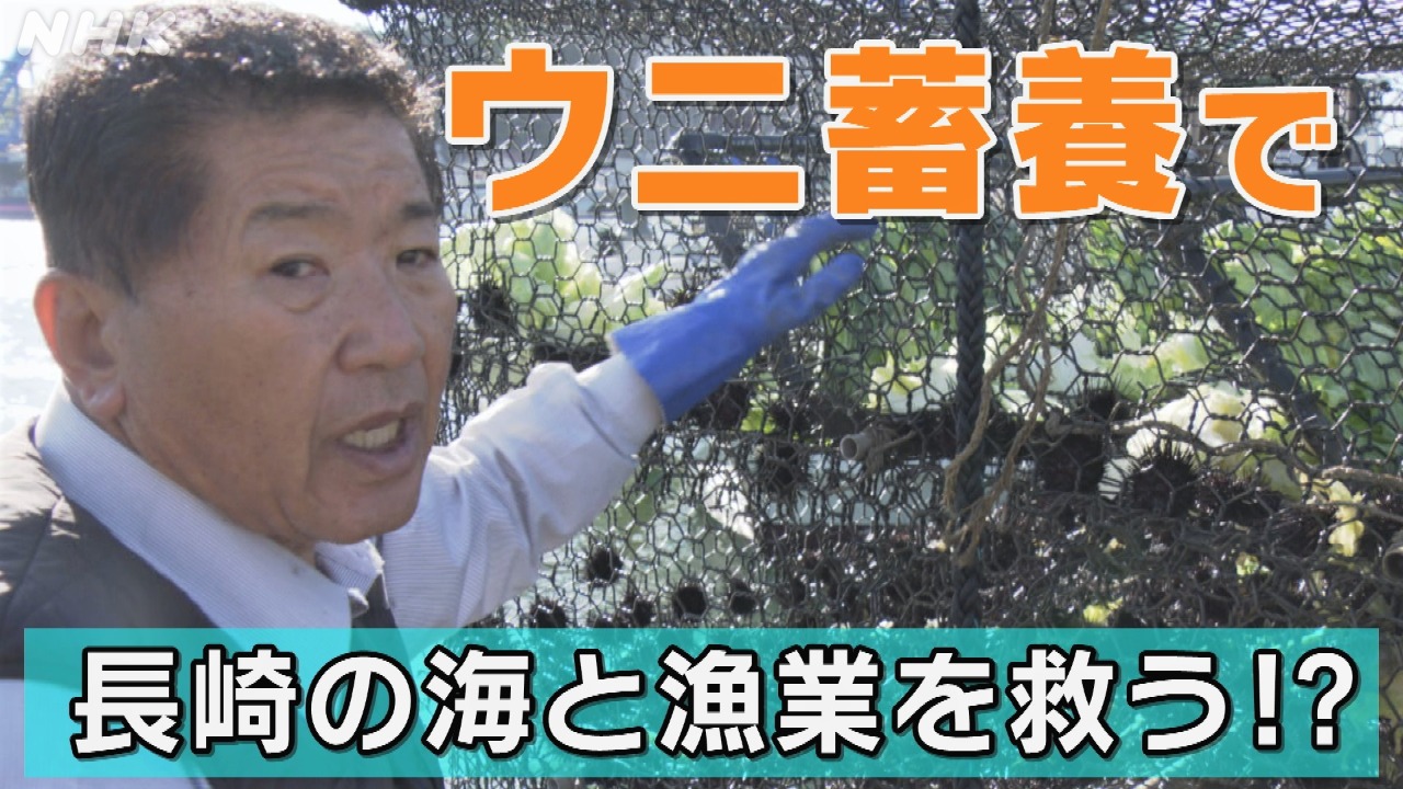長崎の海･漁業･高齢化･後継者不足を改善!?橘湾のウニ蓄養