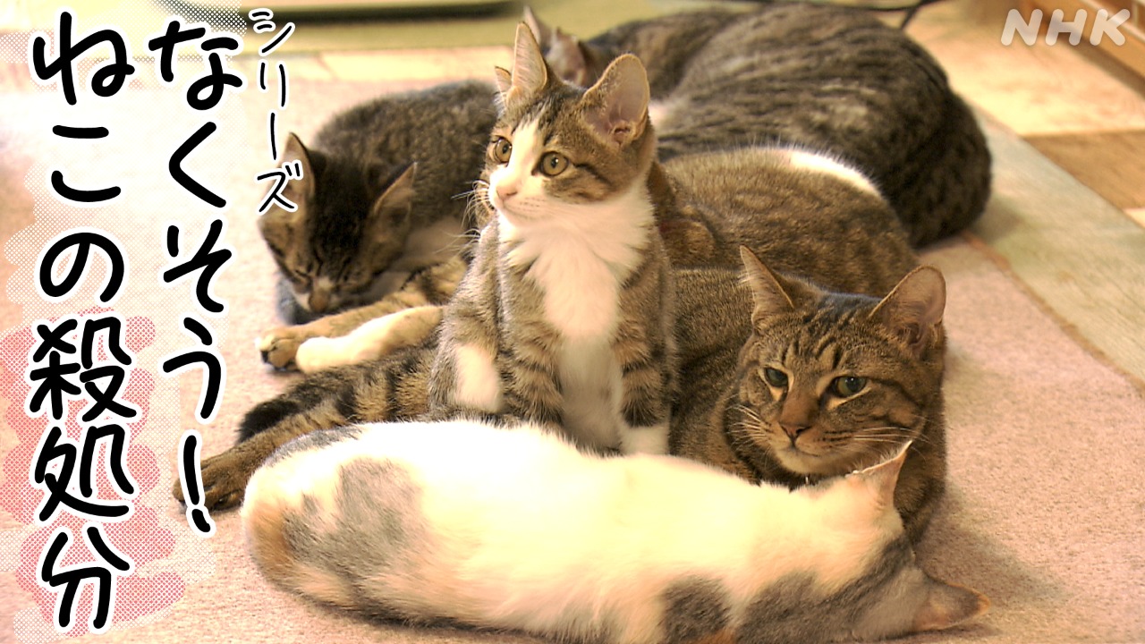 なくそう！ねこの殺処分～川棚町で進む保護猫活動～　NHK長崎