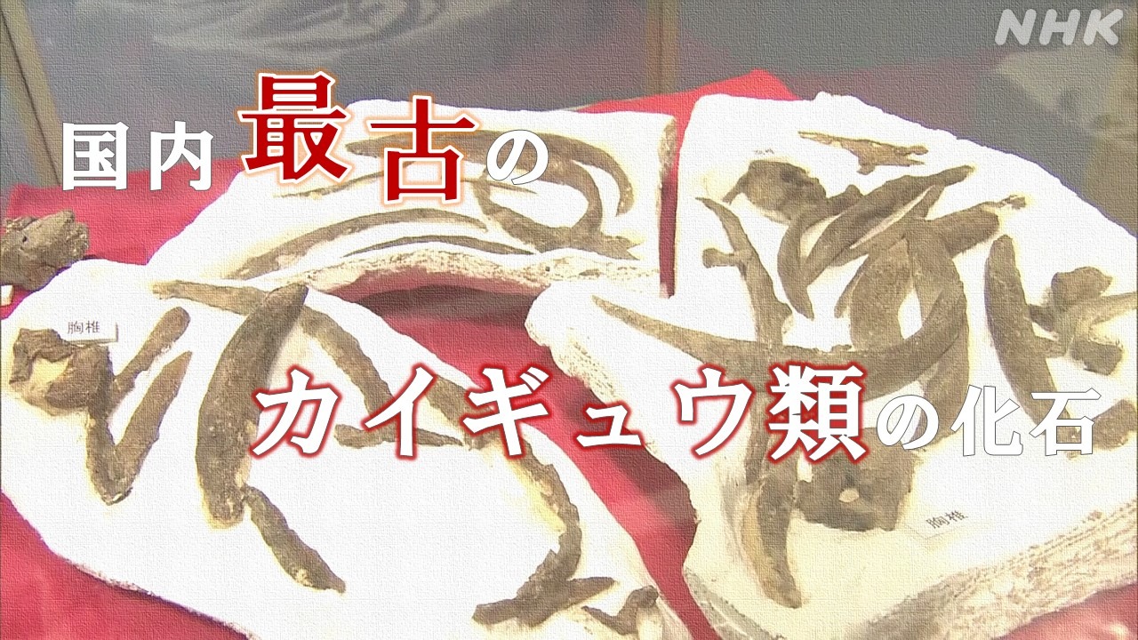 ＮＨＫ長崎　国内最古のカイギュウ類の化石