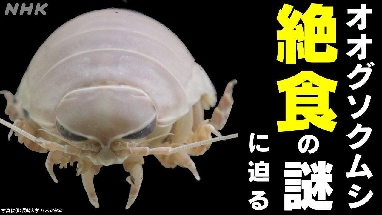 長崎大「オオグソクムシ研究」絶食の謎解明へ　鍵は驚異の食欲
