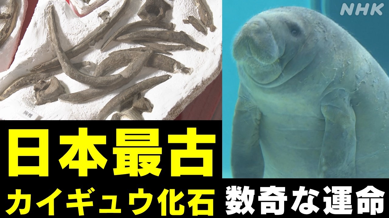 長崎の日本最古カイギュウ化石　発見した研究者の数奇な運命