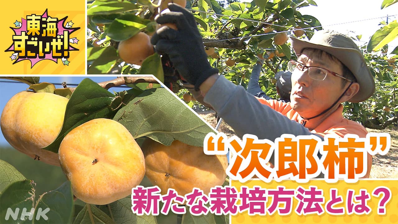 豊橋特産の“次郎柿”！新たな栽培方法とは？