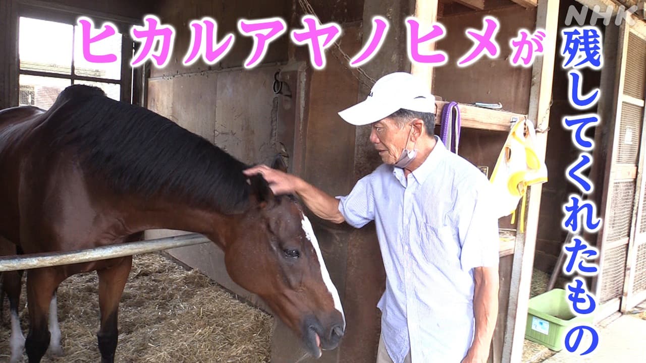 ヒカルアヤノヒメ　“国内最高齢競争馬”が残してくれたもの