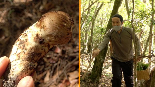 Autumn in Kyoto is the season for mushroom foraging. Matsutake are an autumn delicacy found only at the base of Japanese red pine trees. The conditions under which they grow remain a mystery, so they cannot be cultivated artificially.