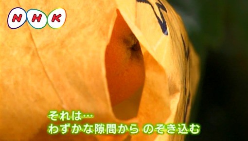 http://www.nhk.or.jp/osaka-blog/image/0513_biwa_hukuro_03_logo.jpg