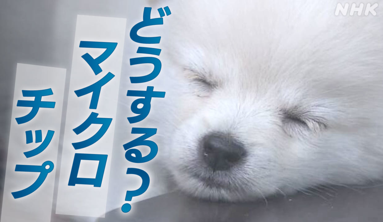 犬猫マイクロチップ装着義務化 どうしたらいいの？ | NHK政治マガジン