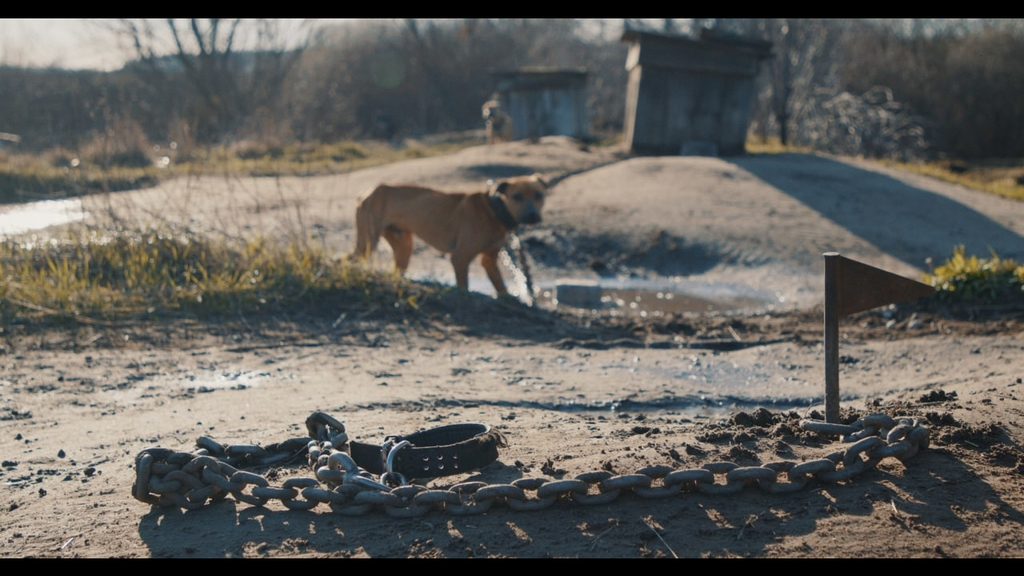 「愛犬ニカを捜して 〜ウクライナ 戦渦の動物たち〜」 - BS世界のドキュメンタリー