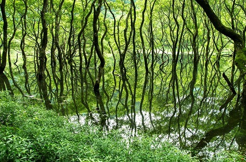 神秘的な地倉沼の水没林
