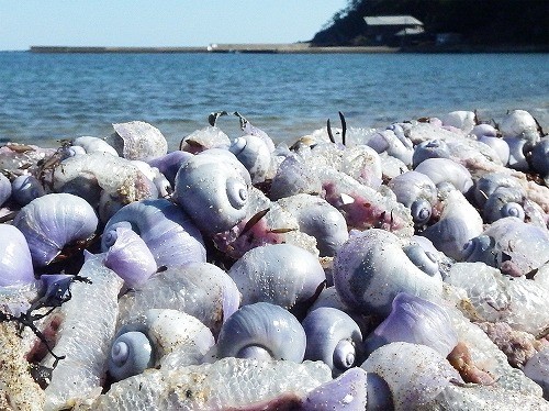 ルリガイが隠岐の海岸を瑠璃色に染める.jpg