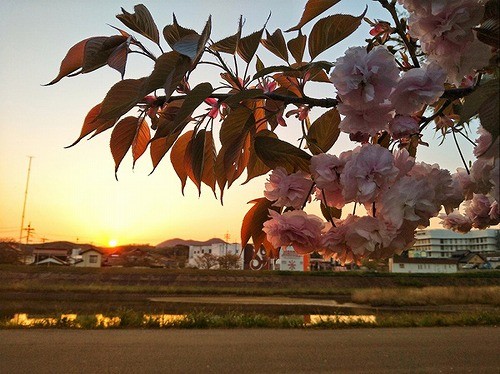 朝日に映える八重桜