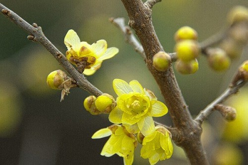 春のきざし！黄色い小さな花♪