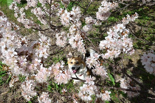 早咲き系の実桜