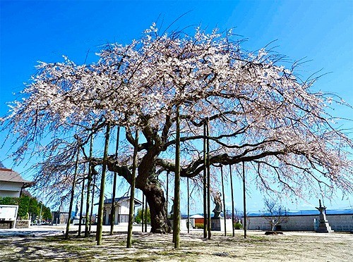 荘厳寺の枝垂桜