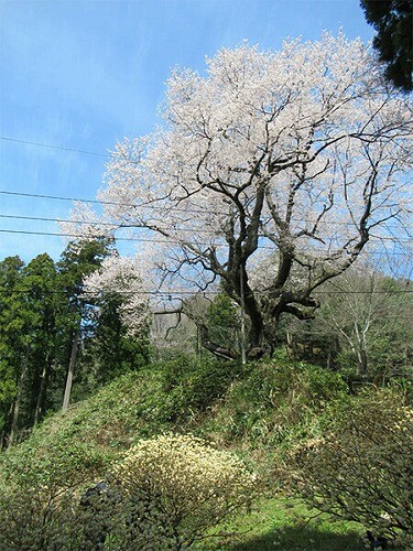 「金谷の城山桜」とミツマタの花