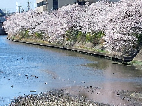 浜田川の川沿いの桜満開