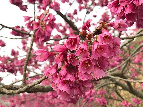 こちらの桜も綺麗ですよ