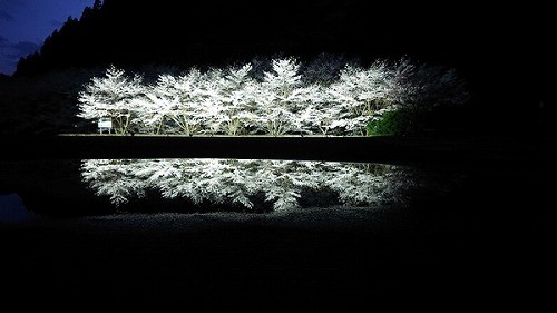 桜江のさくらライトアップ