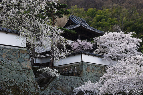 2012/04/25 10:27桜の大雲寺