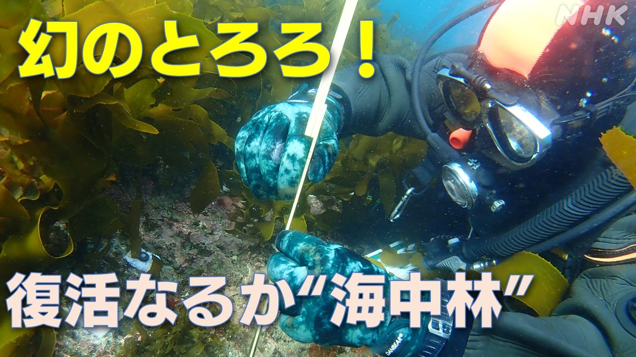 静岡日本一の“海中林”　復活への挑戦！　天敵はアイゴ