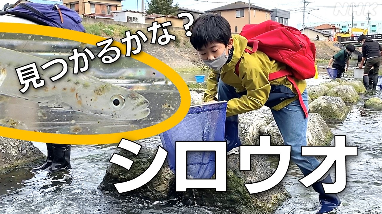 春の魚を子供たちが発見！静岡市「シロウオ」観察会　NHK静岡