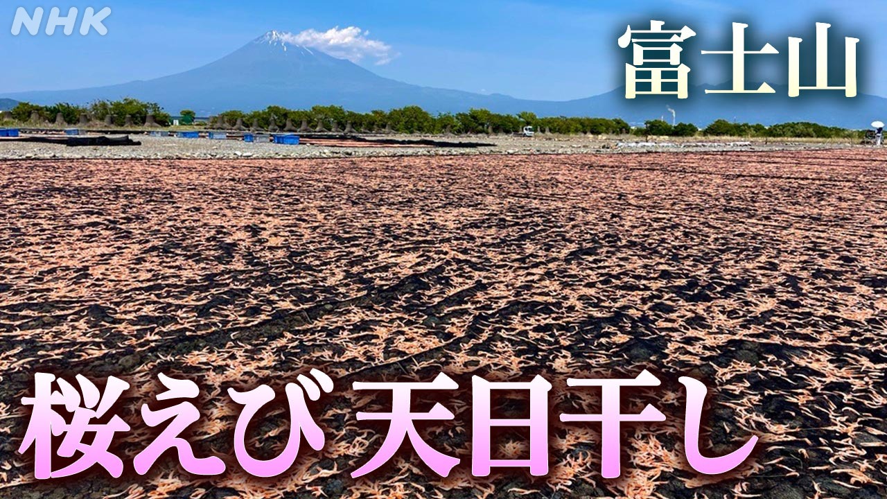 富士山と桜えび写真撮影スポット天日干し風景 静岡清水 富士川