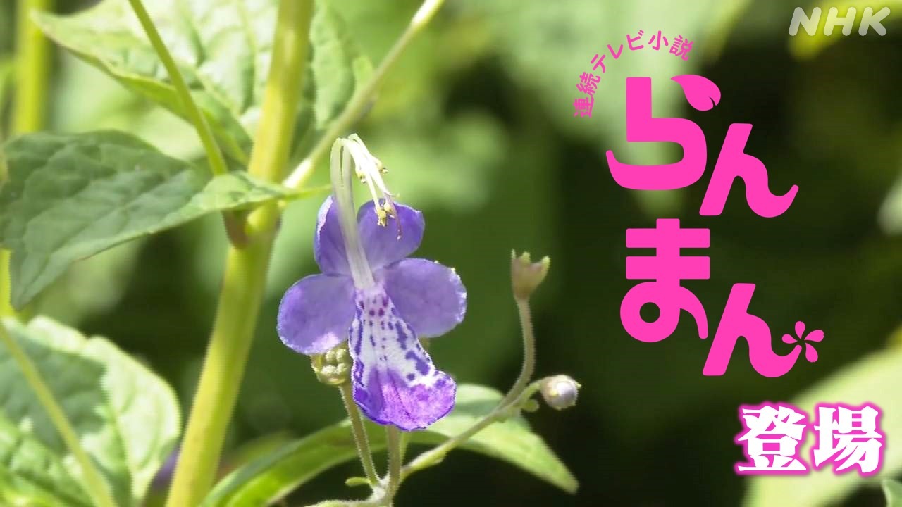 静岡 「らんまん」にも登場 希少な花の自生地見つかる