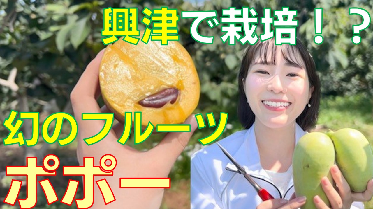 NHK静岡　清水で幻のフルーツ・ポポーを追え！【しず♡LOVE】
