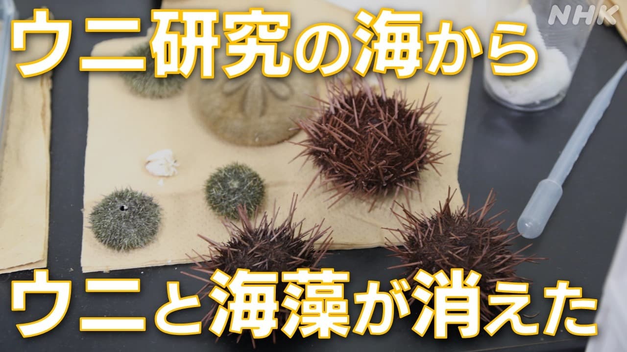 【海の異変】ウニ研究の海から ウニと海藻が消えた　静岡 下田