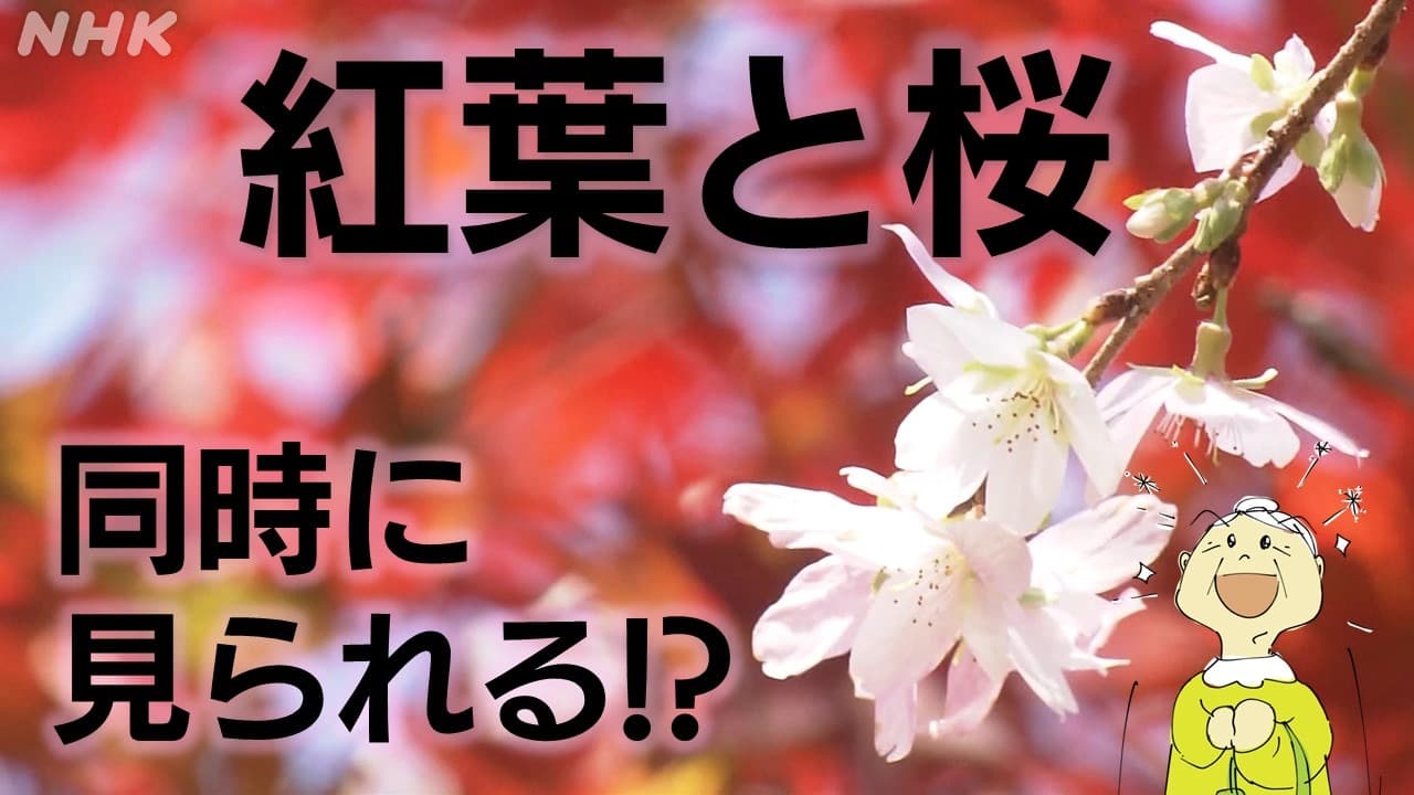 【動画】 静岡浜松 “四季桜” 紅葉と桜が同時に見られる！？ 