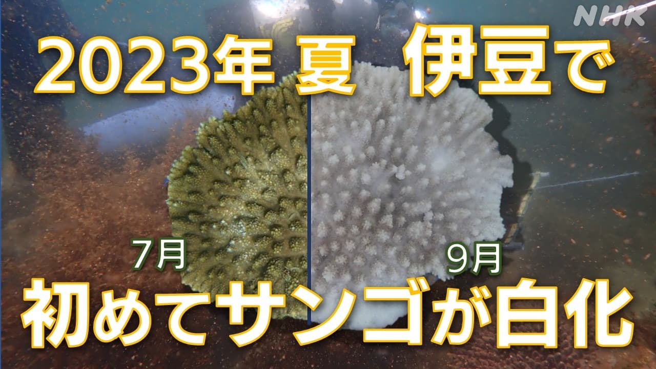 【海の異変】 2023年夏 伊豆のサンゴが初めて白化！ 静岡 沼津