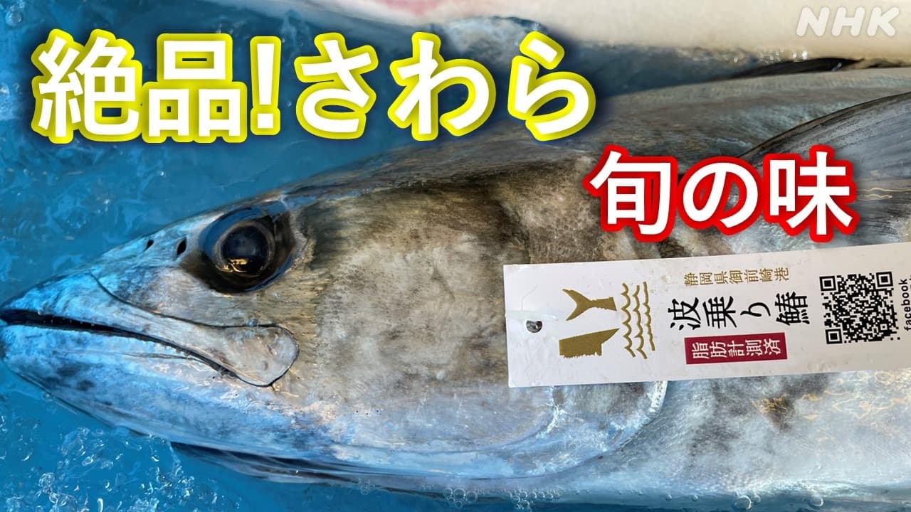 静岡御前崎グルメ 一本釣り“波乗りさわら” ブランド化伝統を生かす！