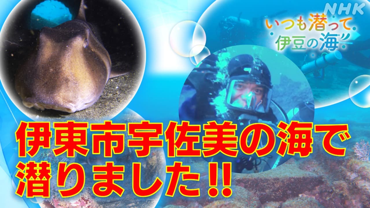 ネコザメ！ウミガメ！土管に線路　宇佐美の海を潜水リポート！