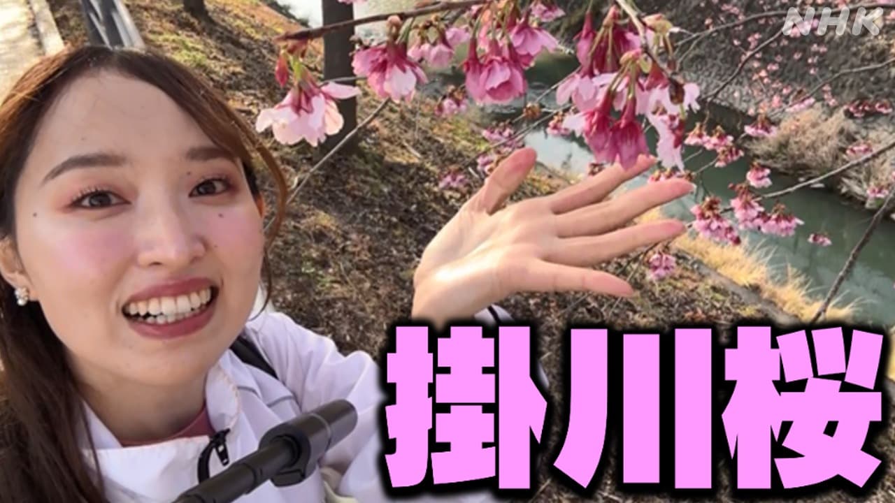 一足早く春を告げる　掛川桜と自撮り旅!