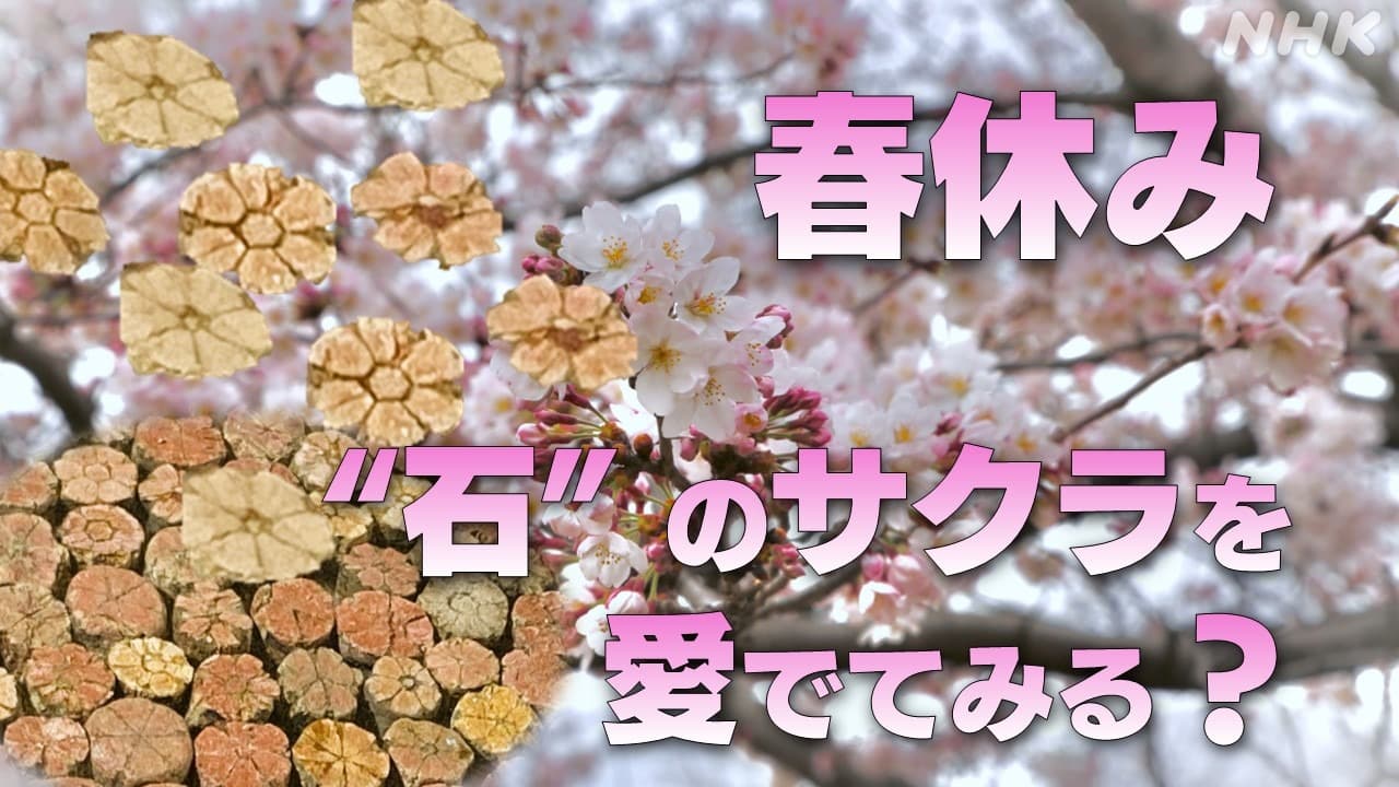 春休み 桜の花を“石の博物館”で楽しむ？　桜石 自然の不思議