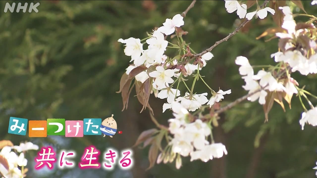 NHK静岡　みーつけた「大杉と共に生きる桜」（掛川市）