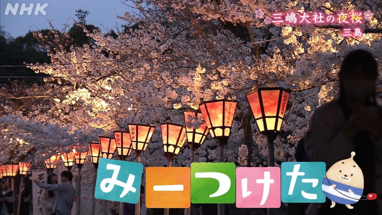 NHK静岡　みーつけた「三嶋大社の夜桜」（三島市）