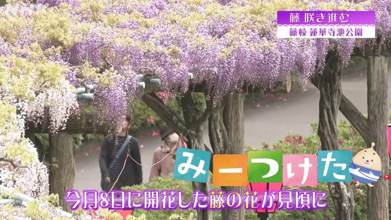 静岡藤枝 藤の花が見頃 蓮華寺池公園で4月20日ごろ満開見込み