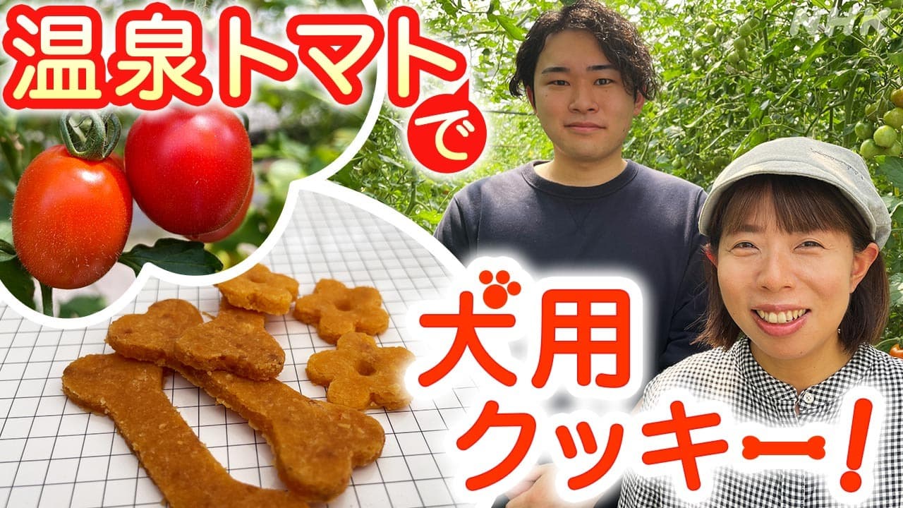 静岡焼津の温泉トマト 規格外の利用で“わんちゃんクッキー”も！
