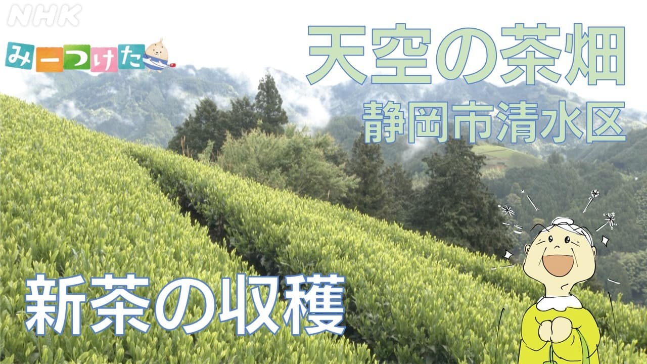 静岡清水区 両河内地区 “天空の茶畑”で新茶の収穫始まる