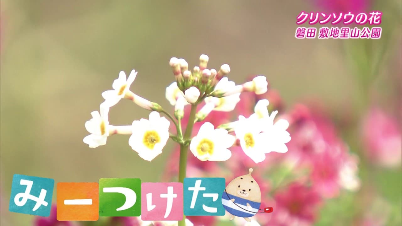 NHK静岡　みーつけた「クリンソウの花」（磐田市）