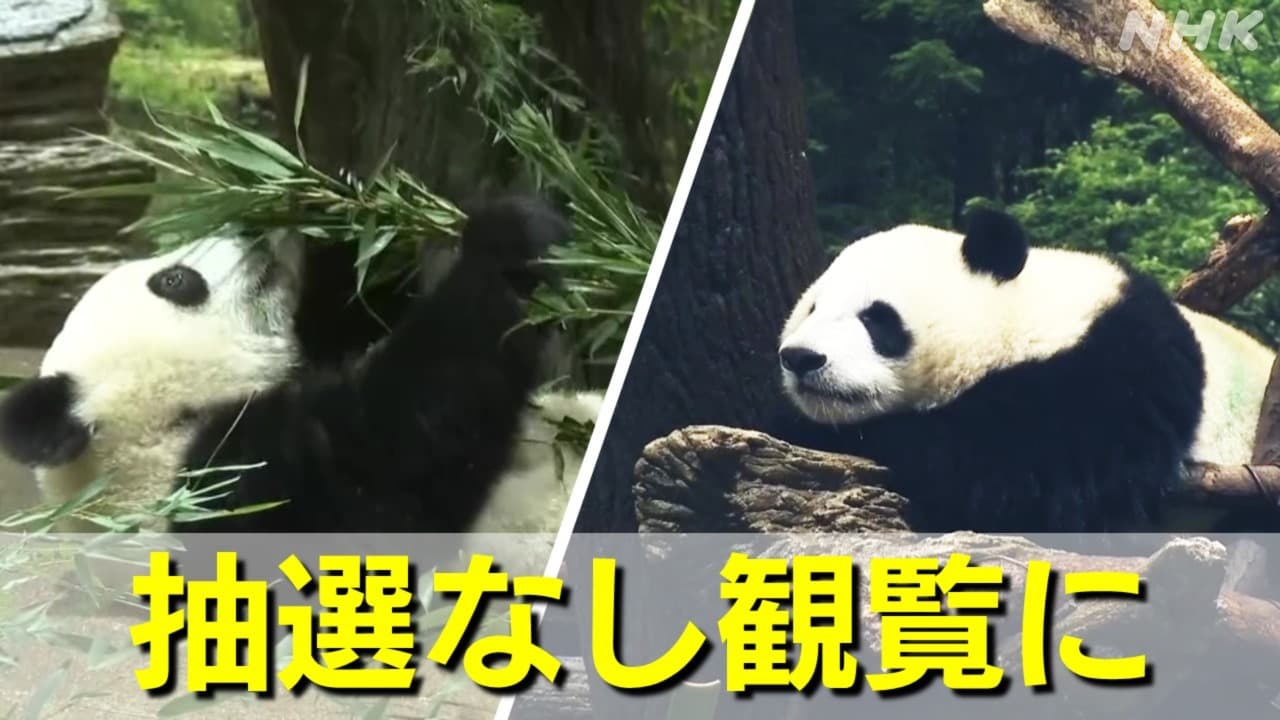 上野動物園 双子パンダのシャオシャオとレイレイ 抽選なし観覧に