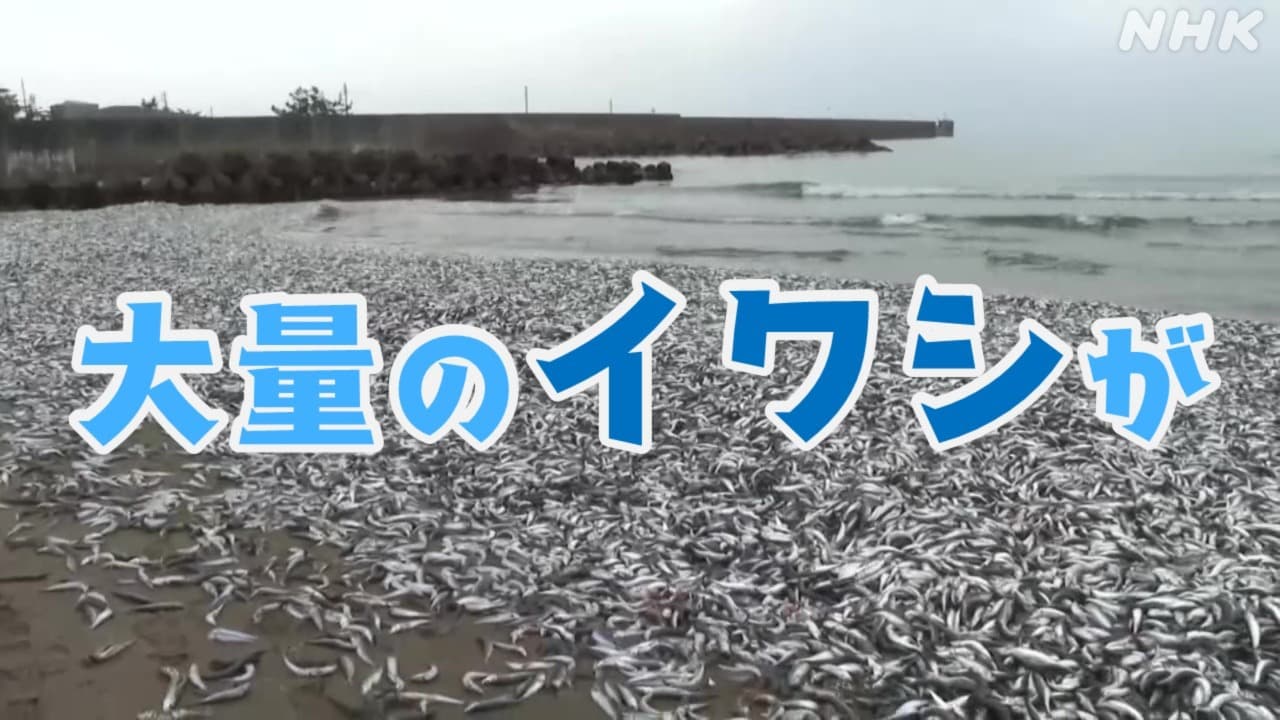 新潟 糸魚川 大量のイワシが砂浜に その状況は？手作業で回収し処分