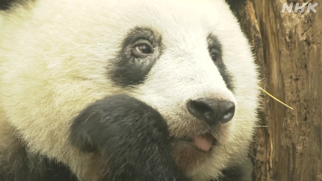 上野動物園のパンダ「シャンシャン」 返還なぜ？中国の施設は？ | NHK