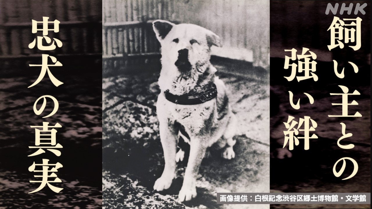 生誕100年 ハチ公 忠犬の魅力と真実 なぜ渋谷駅で待ち続けたのか？ | NHK