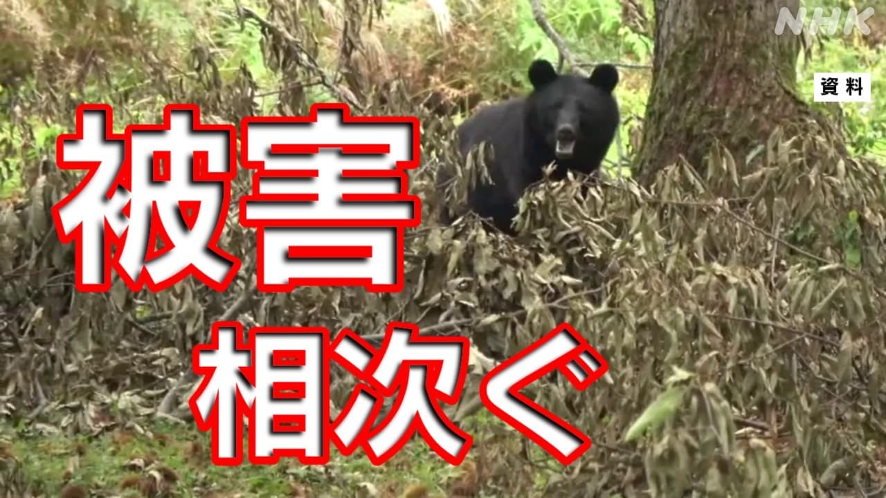 長野･新潟･群馬 クマ被害相次ぐ 注意点や警戒必要な時間帯は？