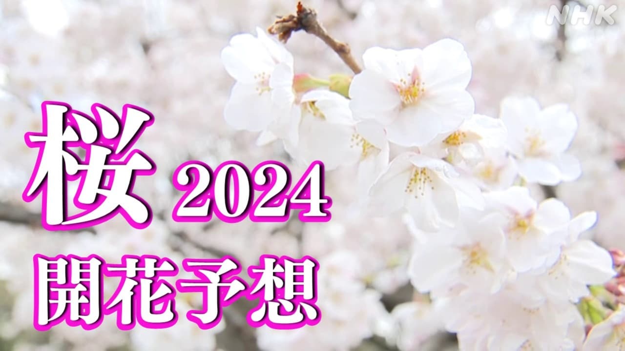 桜開花予想2024 東京や横浜など関東地方の開花と満開はいつ？“今週末にも開花宣言か”