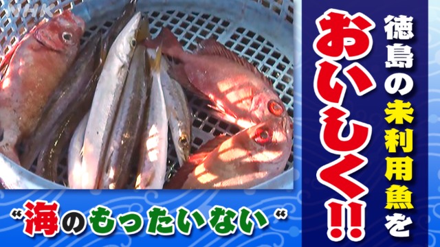 “海のもったいない” 徳島の未利用魚をおいしく！